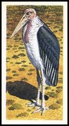 65BBRAB 6 Marabou Stork.jpg